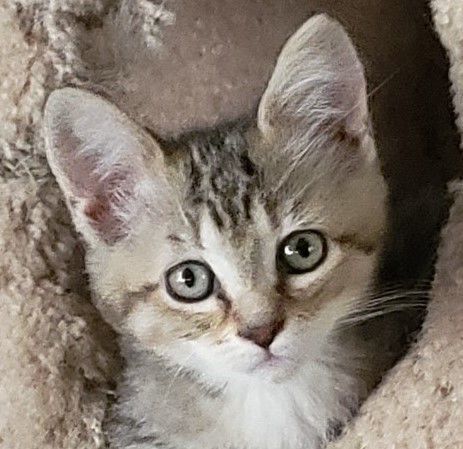 Pets of the Week: Sheba